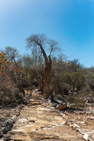 Tourist trail in Tsimanampetsotsa national park known as Tsimanampetsotsa Nature Reserve. South-west Madagascar wilderness landscape.の写真素材
