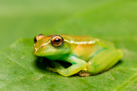 Boophis rappiodes, endemic species of frog in the family Mantellidae. Ranomafana National Park, Madagascar wildlife animalの写真素材