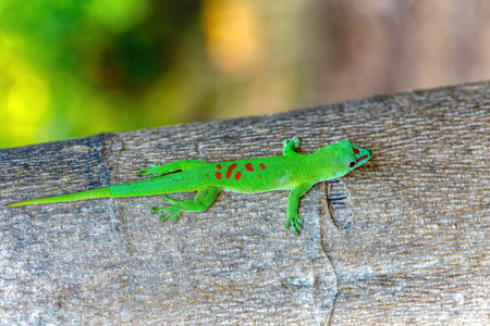 Phelsuma grandis, endemic diurnal arboreal species of day gecko, part of the Phelsuma lizards group. Ankarana Special Reserve, Madagascar wildlife animalの写真素材