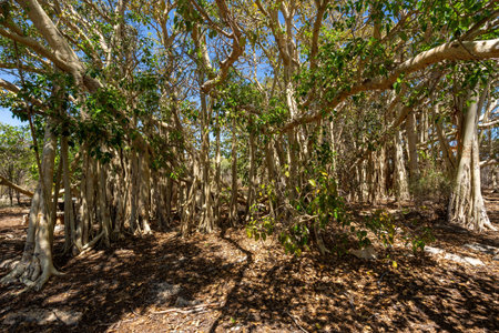 Massive banyan fig woodland, with its roots growing so that it forms a small forest and amazing natural scenery. Tsimanampetsotsa national park. Madagascar wilderness landscape.の写真素材