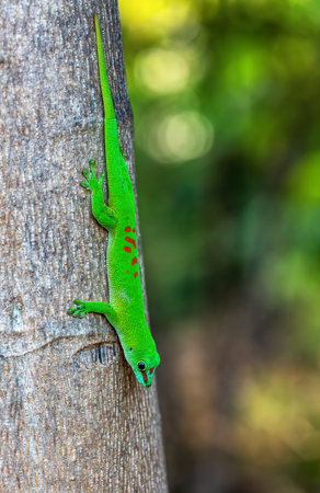 Phelsuma grandis, endemic diurnal arboreal species of day gecko, part of the Phelsuma lizards group. Ankarana Special Reserve, Madagascar wildlife animalの写真素材