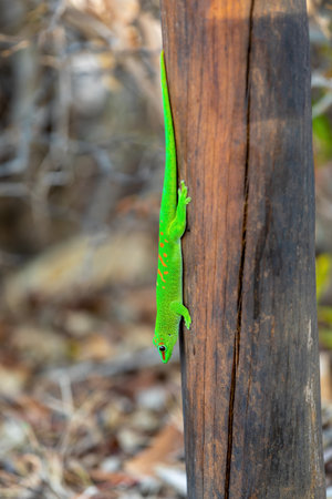 Phelsuma grandis, endemic diurnal arboreal species of day gecko, part of the Phelsuma lizards group. Antsiranana, Madagascar wildlife animalの写真素材