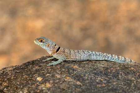 Cuvier's Madagascar swift (Oplurus cuvieri), known as Madagascan collared iguana or iguanid lizard. Endemic species of lizard in the family Opluridae. Miandrivazo, Menabe Madagascar wildlife animalの写真素材