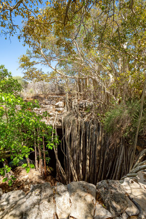 Massive banyan fig at sinkhole, with its roots grows so that it forms a small forest and amazing natural scenery. Tsimanampetsotsa national park. Madagascar wilderness landscape.の写真素材