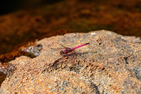 Crimson dropwing (Trithemis selika) dragonfly, species from the genus Trithemis. Andringitra...