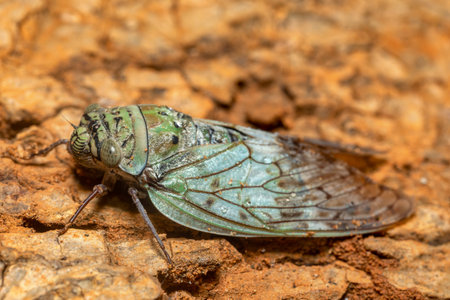 Yanga heathi, Cicada in superfamily, the Cicadoidea, insect in the order Hemiptera (true bugs) in the suborder Auchenorrhyncha, Tsingy de Bemaraha, Madagascar wildlife animalの写真素材