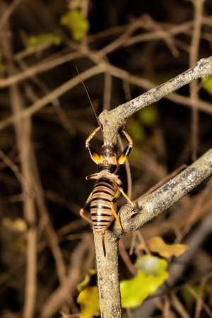 Colossopus grandidieri, endemic nocturnal bush cricket. insect species, Kivalo, Madagascar wildlife animalの写真素材