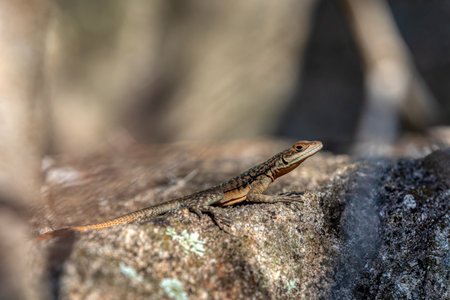 Grandidier's Madagascar swift (Oplurus grandidieri), endemic species of saxicolous, rock dwelling lizard in the family Opluridae. Anja Community Reserve. Madagascar wildlife animalの写真素材