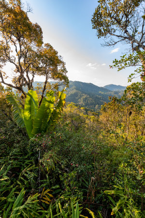 Stunning wilderness of Ranomafana National Park from view point, complete with lush rainforest and...