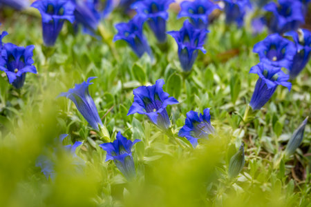 Trumpet gentiana blue spring flower in garden. Springtime gardening concept. Beauty flowerの写真素材