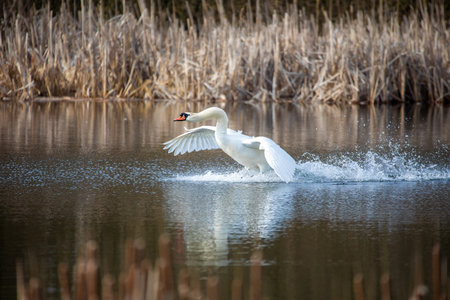 Wild bird mute swan (Cygnus olor) flying in spring on pond, Czech Republic Europe wildlifeの写真素材