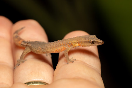 Madagascar clawless gecko (Ebenavia inunguis) juvenile, endemic small nocturnal species of lizard, Ranomafana National Park, Madagascar wildlife animalの写真素材