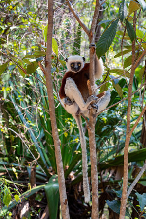 Beautiful Coquerel's sifaka lemur, (Propithecus coquereli). Endangered endemic animal sitting on...
