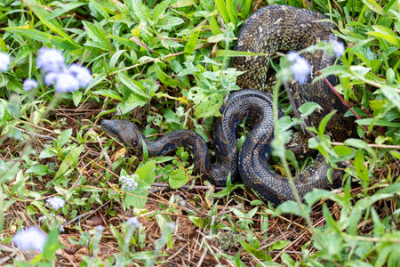 Sanzinia madagascariensis, also known as the Malagasy tree boa or Madagascar tree boa, big non-venomous endemic strangler snake. Ranomafana National Park. Madagascar wildlife animal.の写真素材