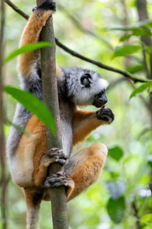 Colorful Diademed Sifaka lemur, (Propithecus diadema) Endangered endemic animal on tree in rain...