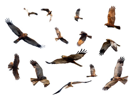 Marsh Harrier, Circus aeruginosus, Birds of prey variation isolated on white background. Czech Republic, Europe Wildlifeの写真素材