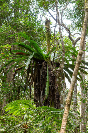 The lush foliage of Madagascar's Mantadia rainforest, Plant epiphyte growing on trees. Madagascar wilderness landscapeの写真素材