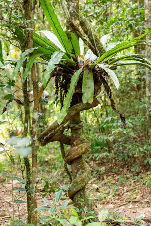 The lush foliage of Madagascar's Mantadia rainforest, Plant epiphyte growing on trees. Madagascar wilderness landscapeの写真素材