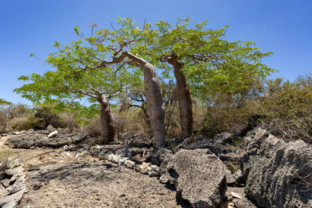 Tourist trail in Tsimanampetsotsa national park known as Tsimanampetsotsa Nature Reserve. South-west Madagascar wilderness landscape.の写真素材