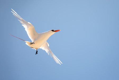 The red-tailed tropicbird (Phaethon rubricauda) in flight. Seabird native to tropical parts of Indian and Pacific Oceans. Bird flying against blue sky on island Nosy Ve. Madagascar wildlife animal.の写真素材