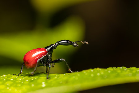 Female of bizarre bug, strange insect Giraffe Weevil (Trachelophorus Giraffa), Ranomafana National Park, Madagascar wildlife animalの写真素材