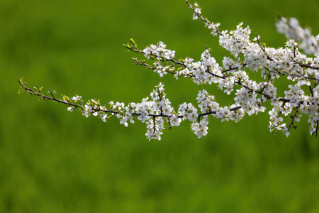 Prunus spinosa, called blackthorn or sloe, is a species of flowering plant in the rose family Rosaceae. White blossom branch Prunus spinosa against green field in springtimeの写真素材