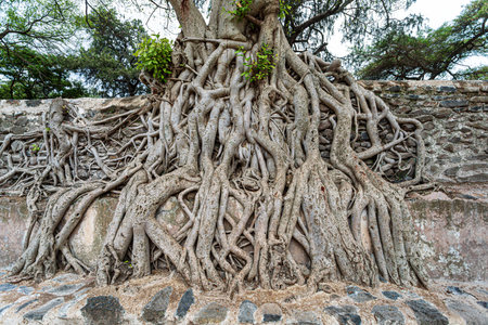 Tangle of massive trunk roots in Fasil Ides Bath, kingdom pool. massive trunk roots form an intricate and captivating tangle a testament to nature's artistry, Gondar, Ethiopiaの写真素材