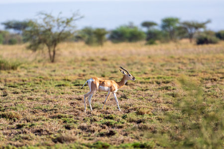 Soemmerring's gazelle (Nanger soemmerringii), also known as the Abyssinian mohr, is a gazelle species native to the Horn of Africa. Ethiopia wildlife animalの写真素材