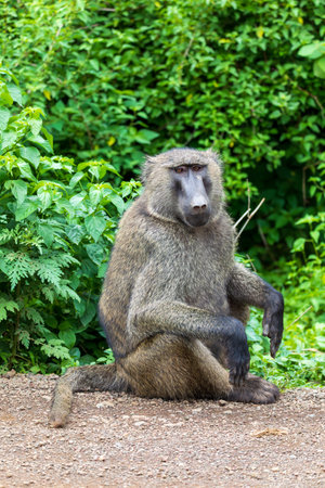 Chacma baboon (Papio ursinus), also known as the Cape baboon from the Old World monkey family. Forest near Arba Minch. Ethiopia wildlife animalの写真素材