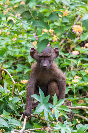 Chacma baboon (Papio ursinus) baby, also known as the Cape baboon from the Old World monkey family....