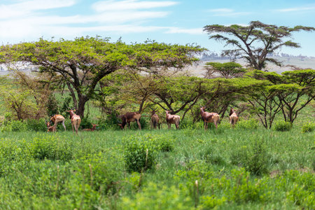 Swayne's hartebeest (Alcelaphus buselaphus swaynei) is an endangered endemic antelope native to Ethiopia in Senkelle Swayne's Hartebeest Sanctuary, Ethiopia, Africa wildlifeの写真素材