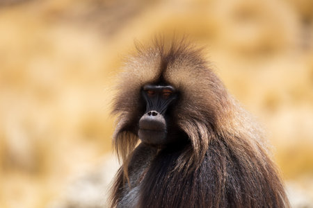Family of Gelada (Theropithecus gelada), sometimes called the bleeding-heart monkey or the gelada baboon. Simien Mountains, Africa Ethiopia wildlifeの写真素材