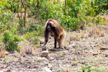 Alpha male of Gelada (Theropithecus gelada), sometimes called the bleeding-heart monkey or the gelada baboon. Debre Libanos, Simien Mountains, Africa Ethiopia wildlifeの写真素材