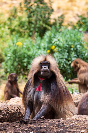 Alpha male of Gelada (Theropithecus gelada), sometimes called the bleeding-heart monkey or the gelada baboon. Simien Mountains, Africa Ethiopia wildlifeの写真素材