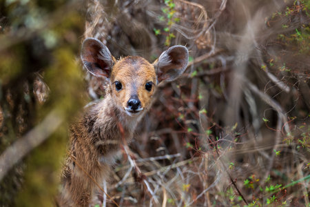 Baby of rare Menelik bushbuck, endemic Tragelaphus scriptus meneliki, in Simien mountains, Ethiopia, Africa wildlifeの写真素材