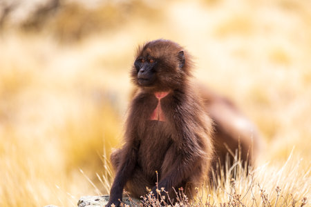 Female of Gelada (Theropithecus gelada), sometimes called the bleeding-heart monkey or the gelada baboon. Simien Mountains, Africa Ethiopia wildlifeの写真素材