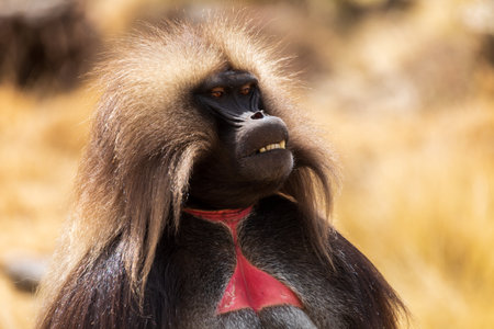 Family of Gelada (Theropithecus gelada), sometimes called the bleeding-heart monkey or the gelada baboon. Simien Mountains, Africa Ethiopia wildlifeの写真素材