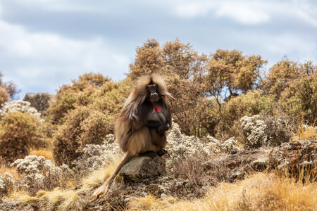 Alpha male of Gelada (Theropithecus gelada), sometimes called the bleeding-heart monkey or the gelada baboon. Simien Mountains, Africa Ethiopia wildlifeの写真素材