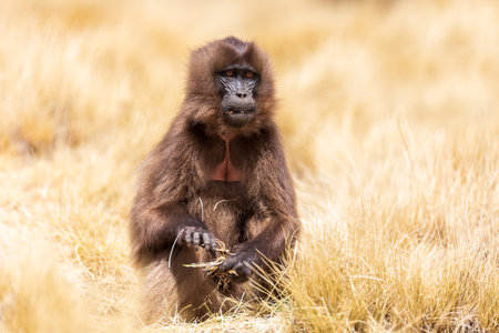 Female of Gelada (Theropithecus gelada), sometimes called the bleeding-heart monkey or the gelada baboon. Simien Mountains, Africa Ethiopia wildlifeの写真素材