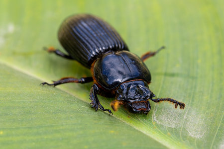 Big beetle, insect Patent-leather beetle or horned passalus (Odontotaenius disjunctus) walking on green leaf, San Gerardo Costa Rica wildlifeの写真素材