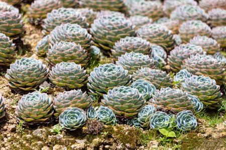 Echeveria desmetiana, incorrectly known as Echeveria peacockii, is a succulent plant in the family Crassulaceae. Costa Ricaの写真素材