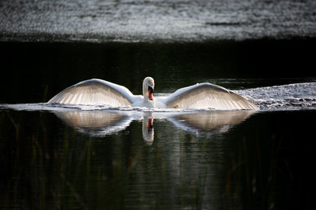 Wild bird mute swan (Cygnus olor), the male shows off and protects the family in spring on pond, Czech Republic Europe wildlifeの写真素材