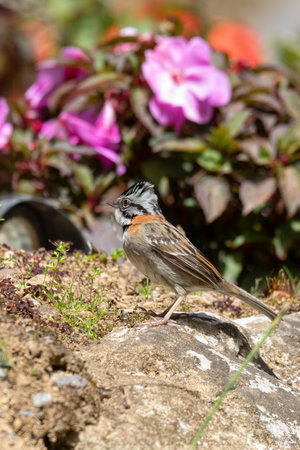 Rufous-collared sparrow or Andean sparrow (Zonotrichia capensis), small song bird. San Gerardo de Dota, Wildlife and birdwatching in Costa Rica.の写真素材