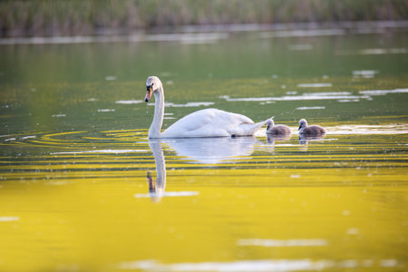 Wild bird mute swan (Cygnus olor) swim in spring on pond with reflection, Czech Republic Europe wildlifeの写真素材