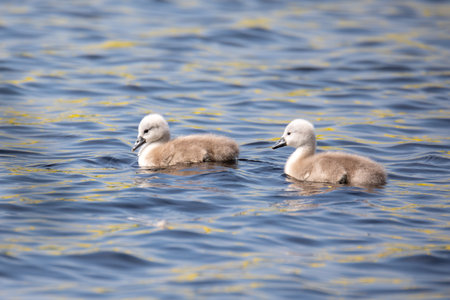 Chickens of bird mute swan (Cygnus olor) swim in spring on pond, Czech Republic Europe wildlifeの写真素材