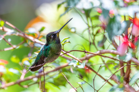 Violet-headed hummingbird (Klais guimeti) Beautiful bird at San Gerardo de Dota, wildlife and birdwatching in Costa Rica.の写真素材
