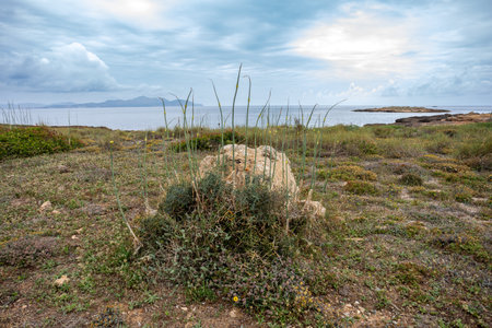 Wild garlic growing in front of the natural beach at Can Picafort. Balearic Islands Mallorca Spain. Vacation travel agency concept.の写真素材