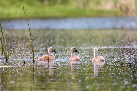 Chickens of bird mute swan (Cygnus olor) swim in spring on pond, Czech Republic Europe wildlifeの写真素材