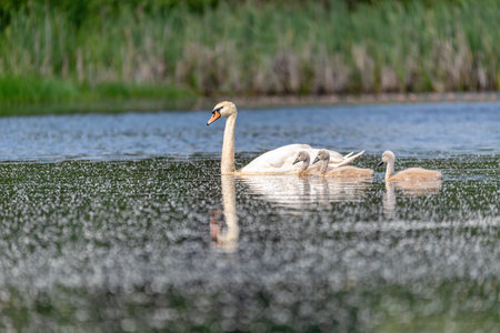 Wild bird mute swan (Cygnus olor) swim in spring on pond with reflection, Czech Republic Europe wildlifeの写真素材
