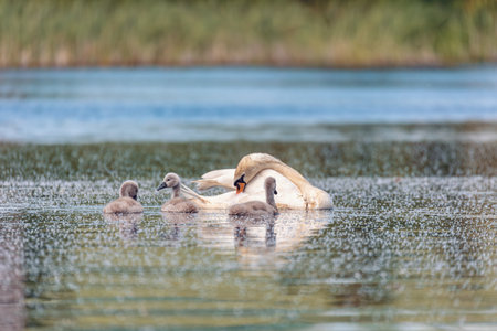 Wild bird mute swan (Cygnus olor) swim in spring on pond with reflection, Czech Republic Europe wildlifeの写真素材